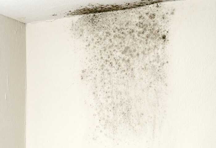 Một số nguyên nhân dẫn đến ẩm mốc tường nhà